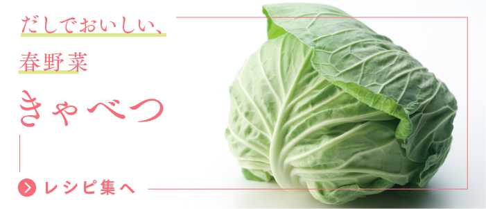 だしでおいしい、春野菜 きゃべつ