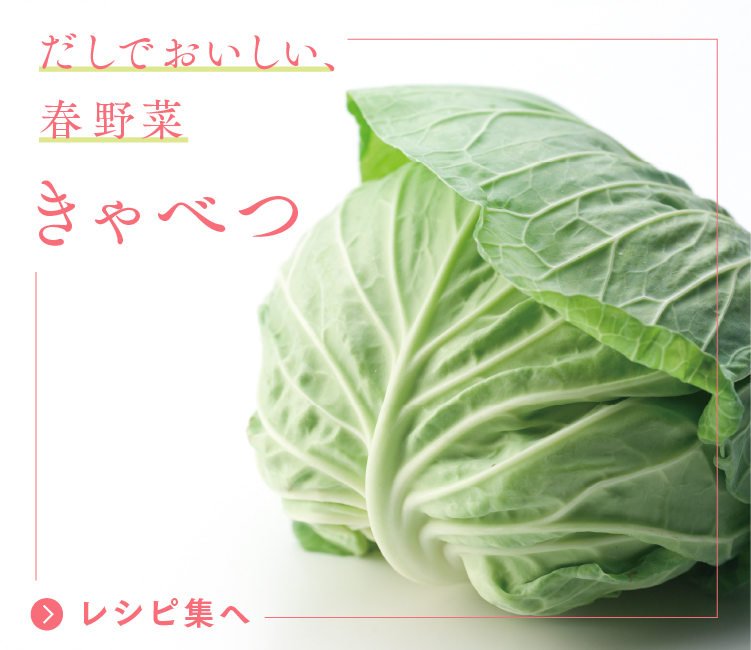だしでおいしい、春野菜 きゃべつ