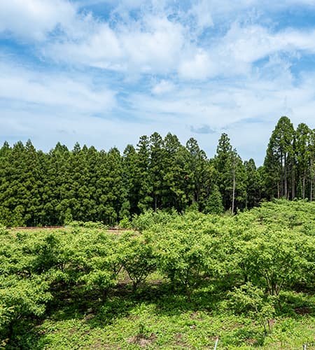 大分の山里