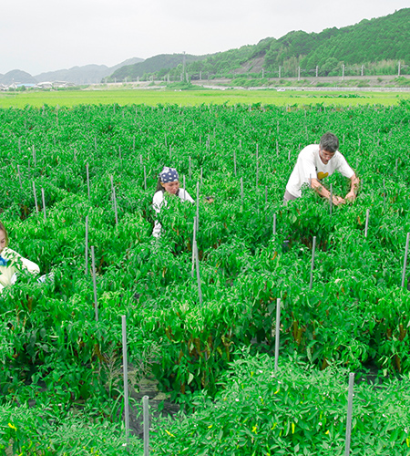 青涼味